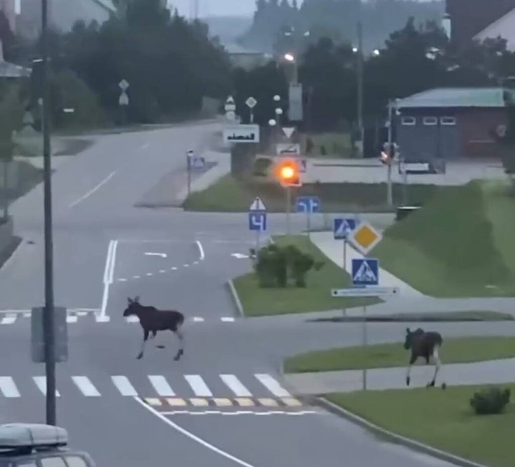 Лоси вышли на улицы Новой Боровой