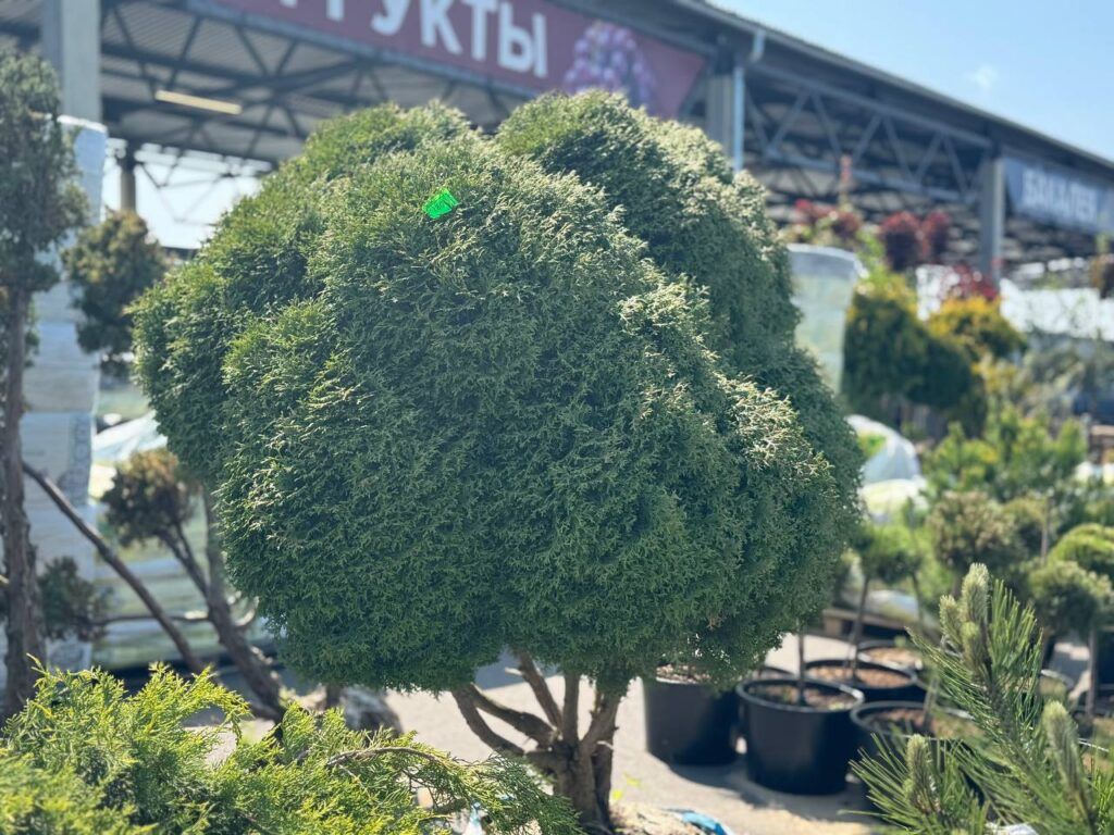 декоративное дерево