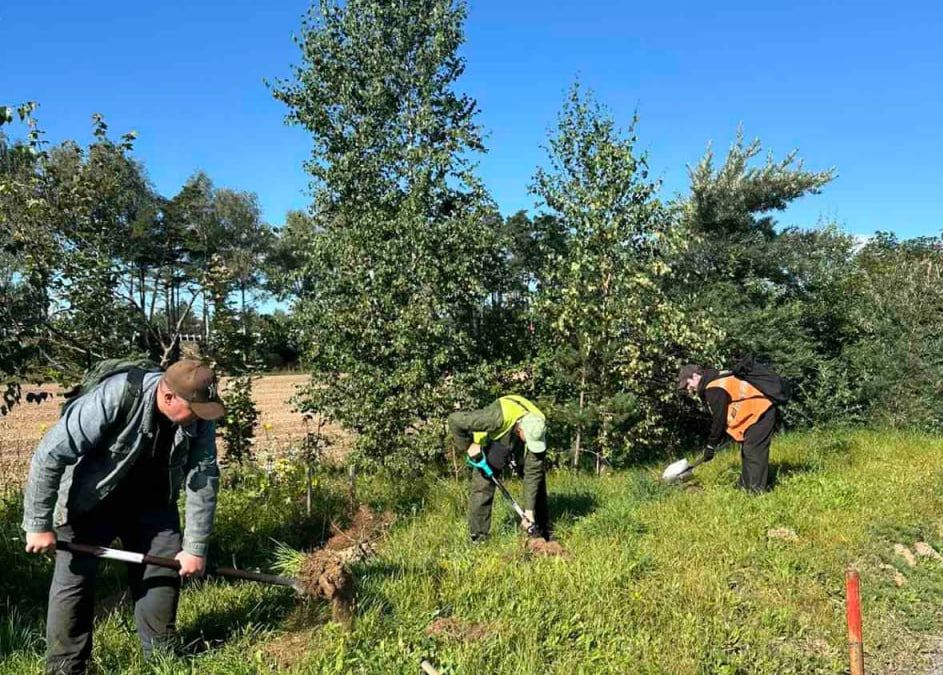 В деревне Прилесье появились хвойные аллеи