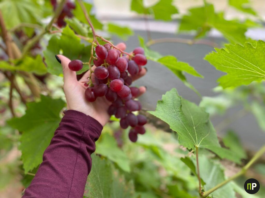 Какой сорт винограда посадить для еды, а какой – для вина? Разбираемся на плантации