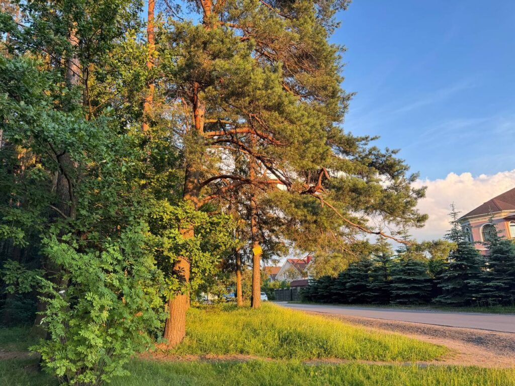 Траву и бочки не возить: как в Боровлянском спецлесхозе борются с мусором