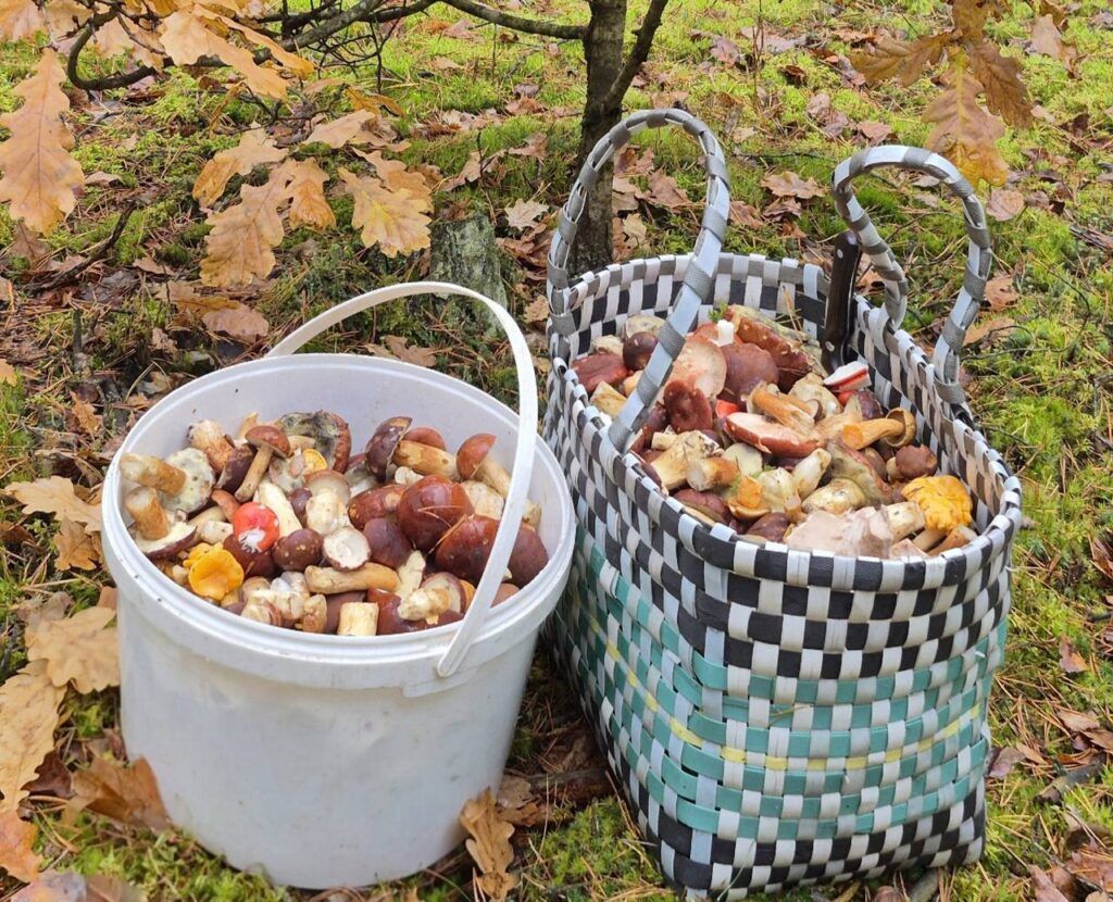 Под Минском продолжают собирать грибы. Рассказываем, что есть в лесах