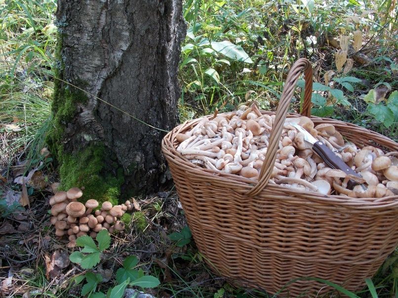 Узнали, какие грибы можно найти в Колодищах