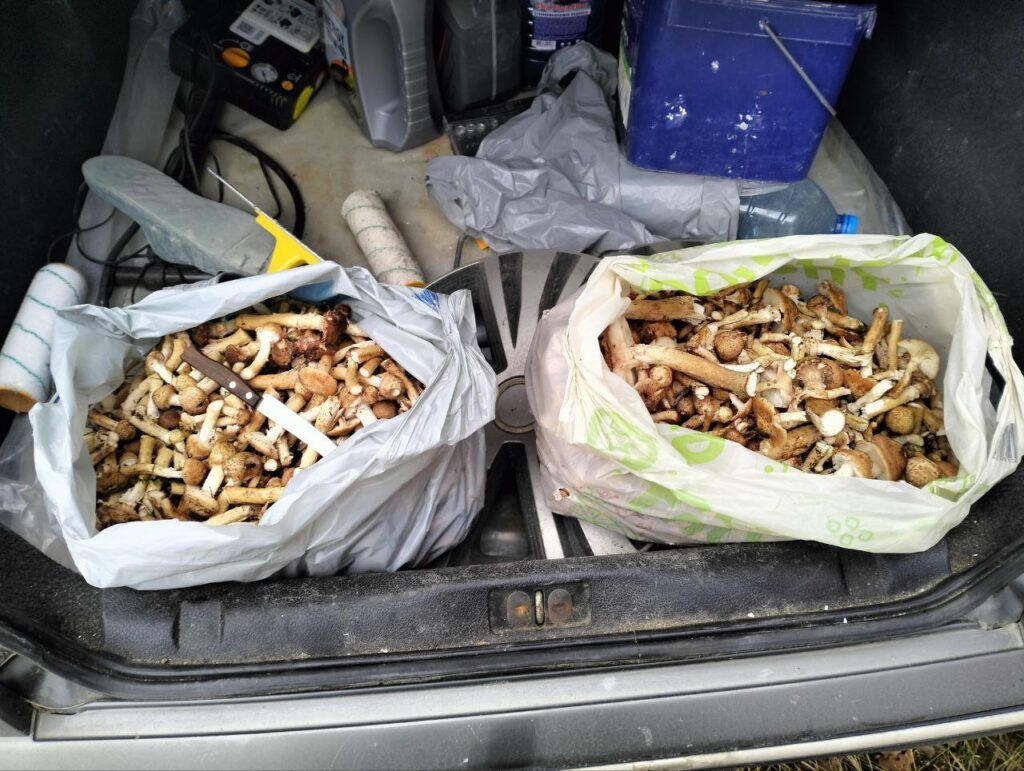 Какие грибы собирают в лесах Минского района