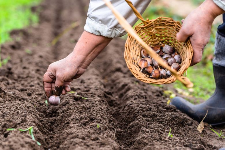Что посеять в ноябре под зиму: умный старт для раннего урожая
