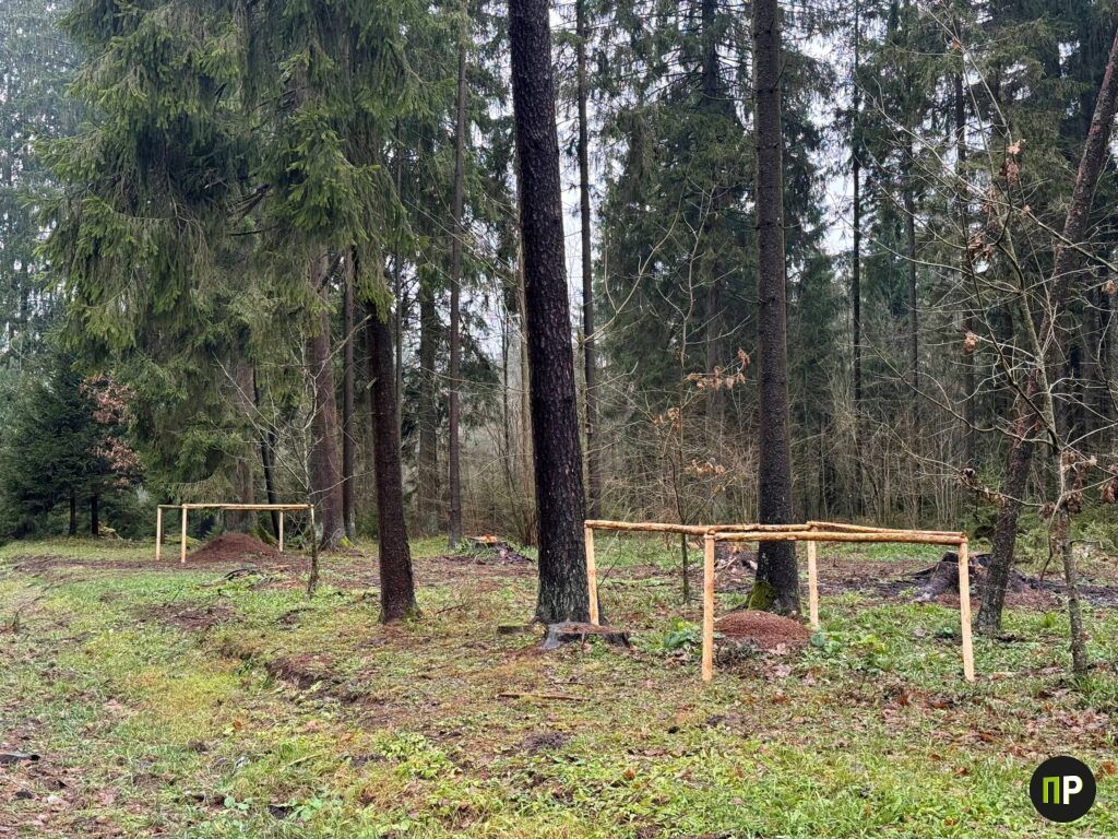 В лесу под Минском огородили муравейники. Узнали, зачем