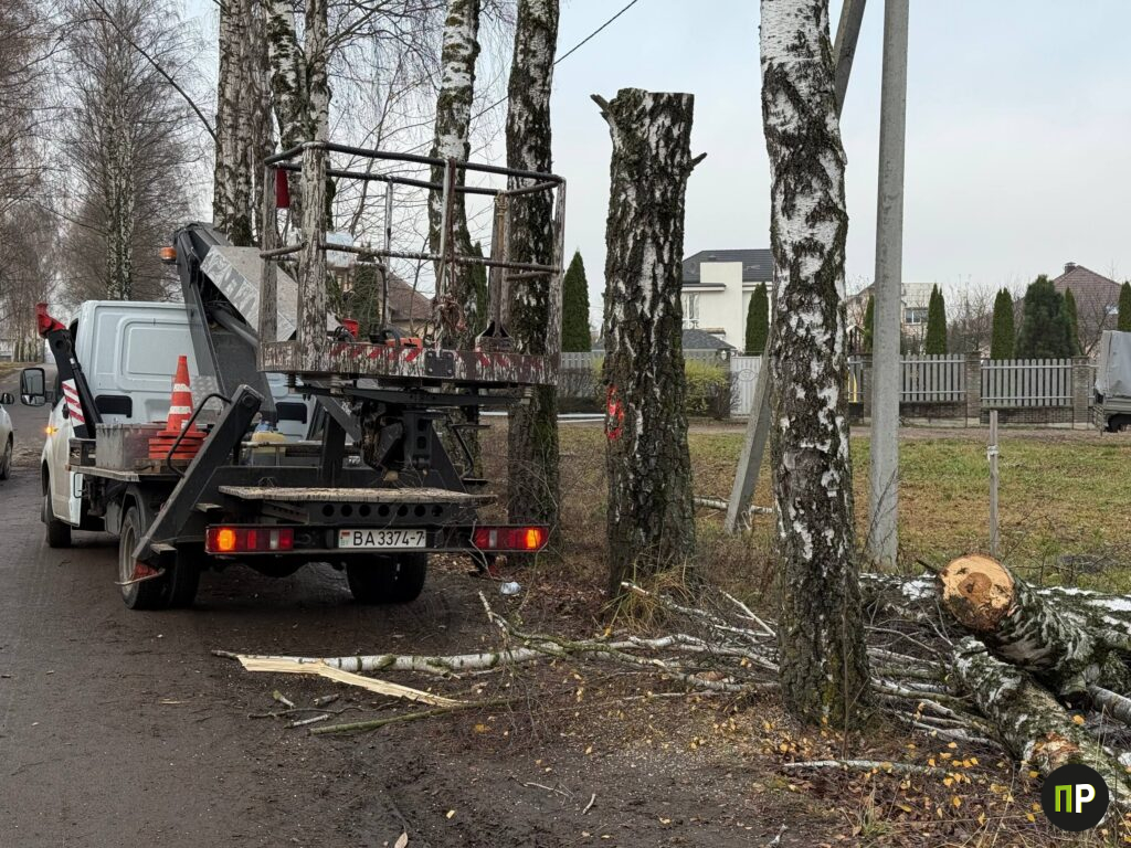 Фотофакт. В Сенице спиливают аварийные деревья