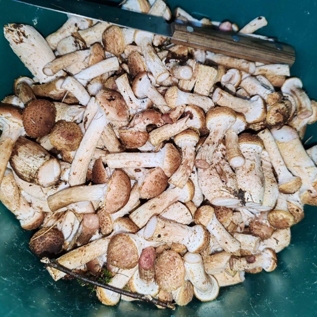 Какие грибы ищут и находят жители Минского района в ноябре