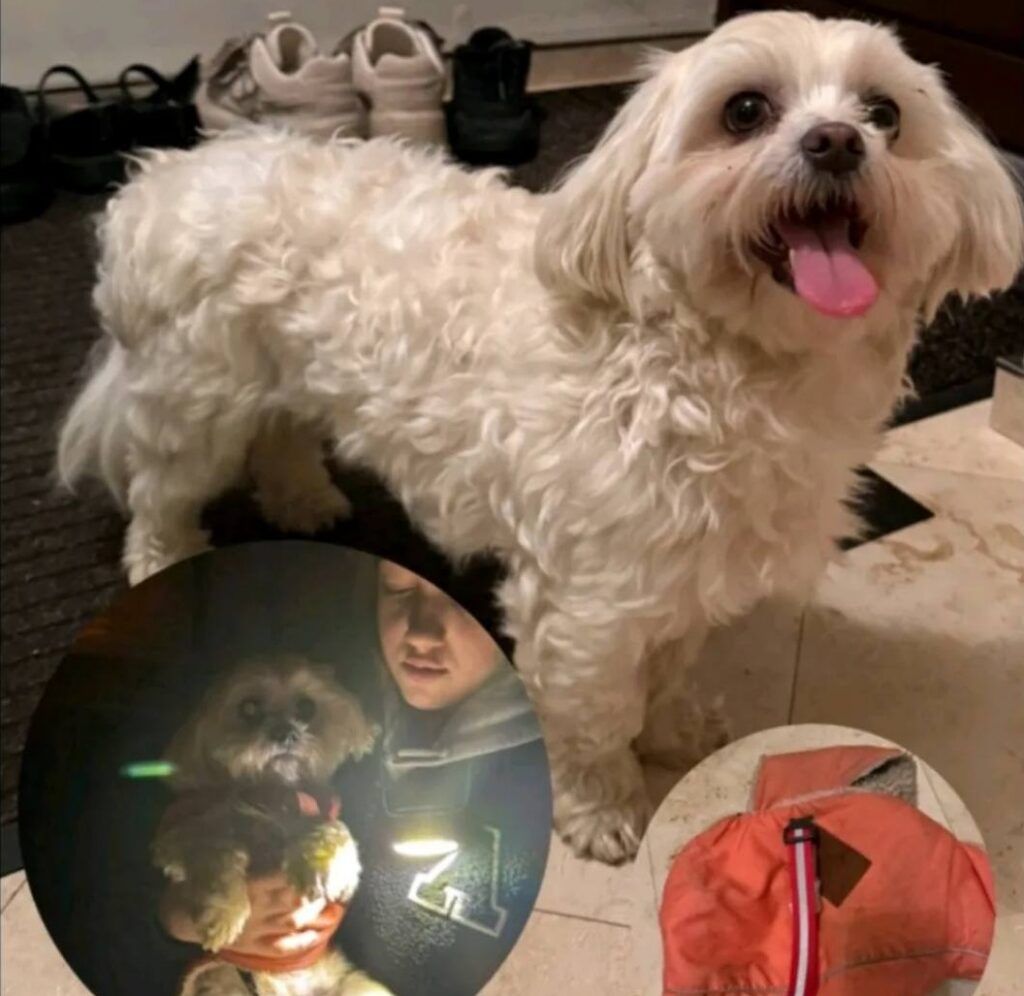 История Тотошки взорвала соцсети: болонку выбросили как мусор под Минском