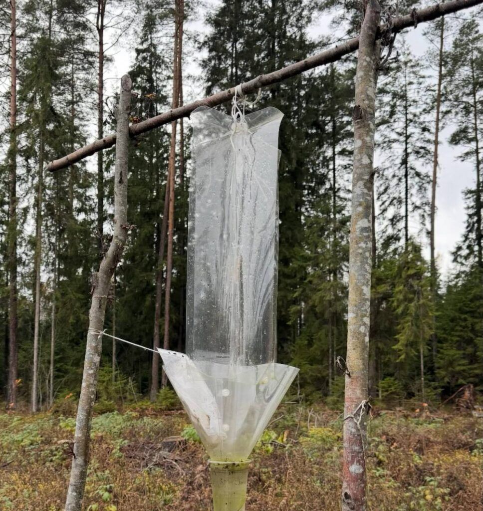 Загадка в лесу под Минском: что скрывала странная конструкция из бутылки и палок?