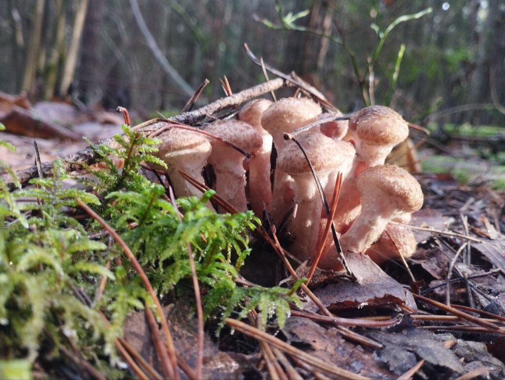 В середине ноября под Минском все еще собирают опята. Вот что пишут в чатах
