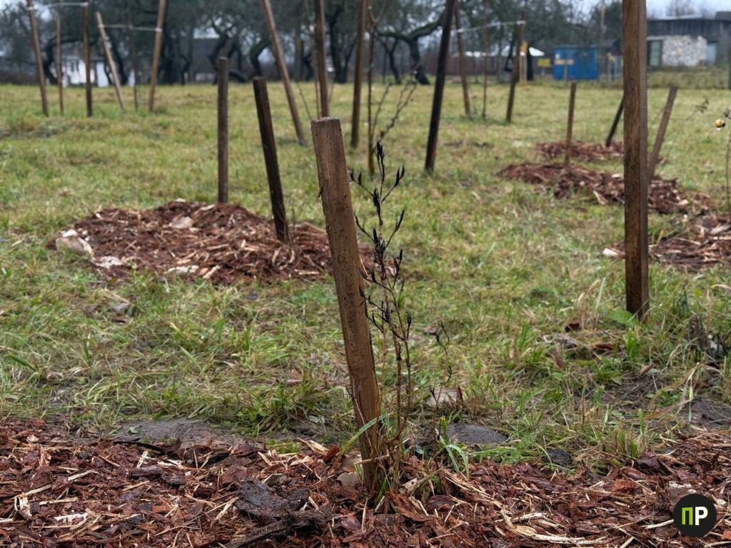 Мульчирование посадок в ноябре: что лучше использовать, узнали в Новом Поле