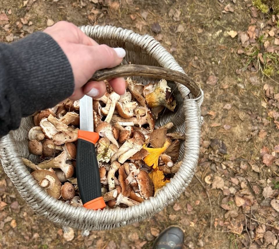 Есть даже маслята: какие грибы можно насобирать в лесах под Минском