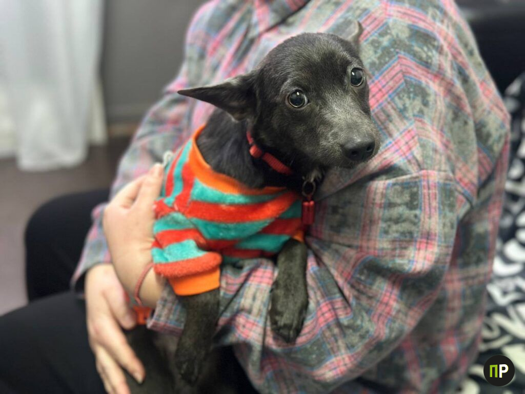 В Петришках спасли щенка, найденного среди мертвых собак в сарае