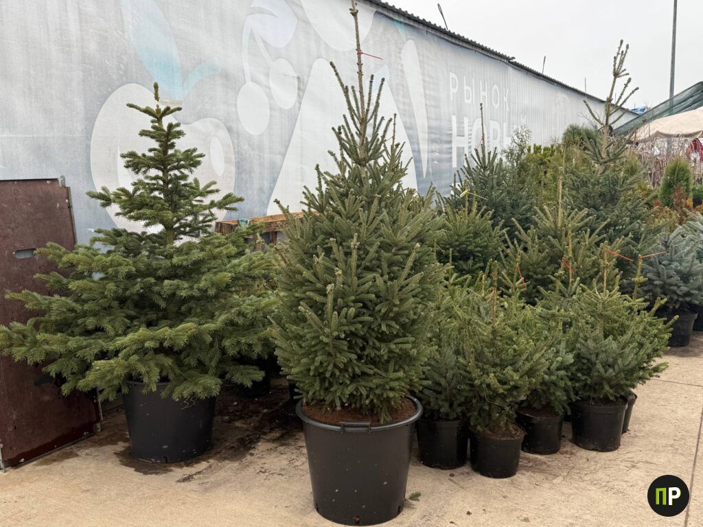 Живые ёлки начали продавать на рынке в Таборах