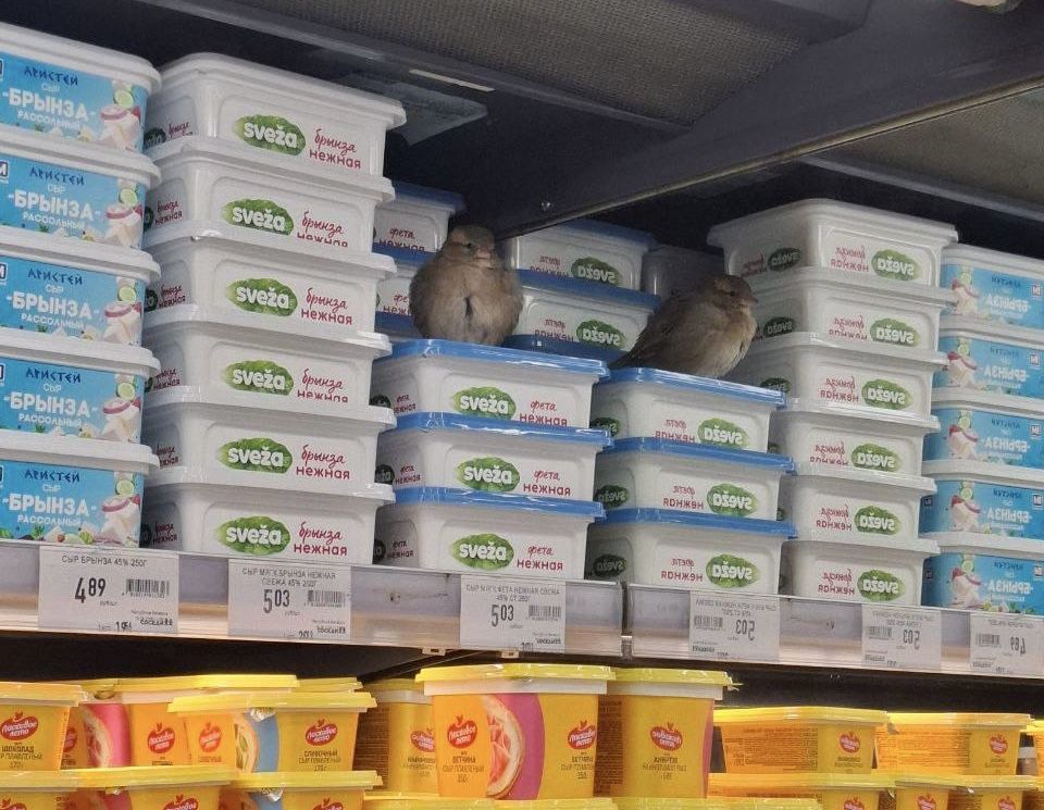 Птицы годами живут в магазине в Новой Боровой. Что думает санстанция