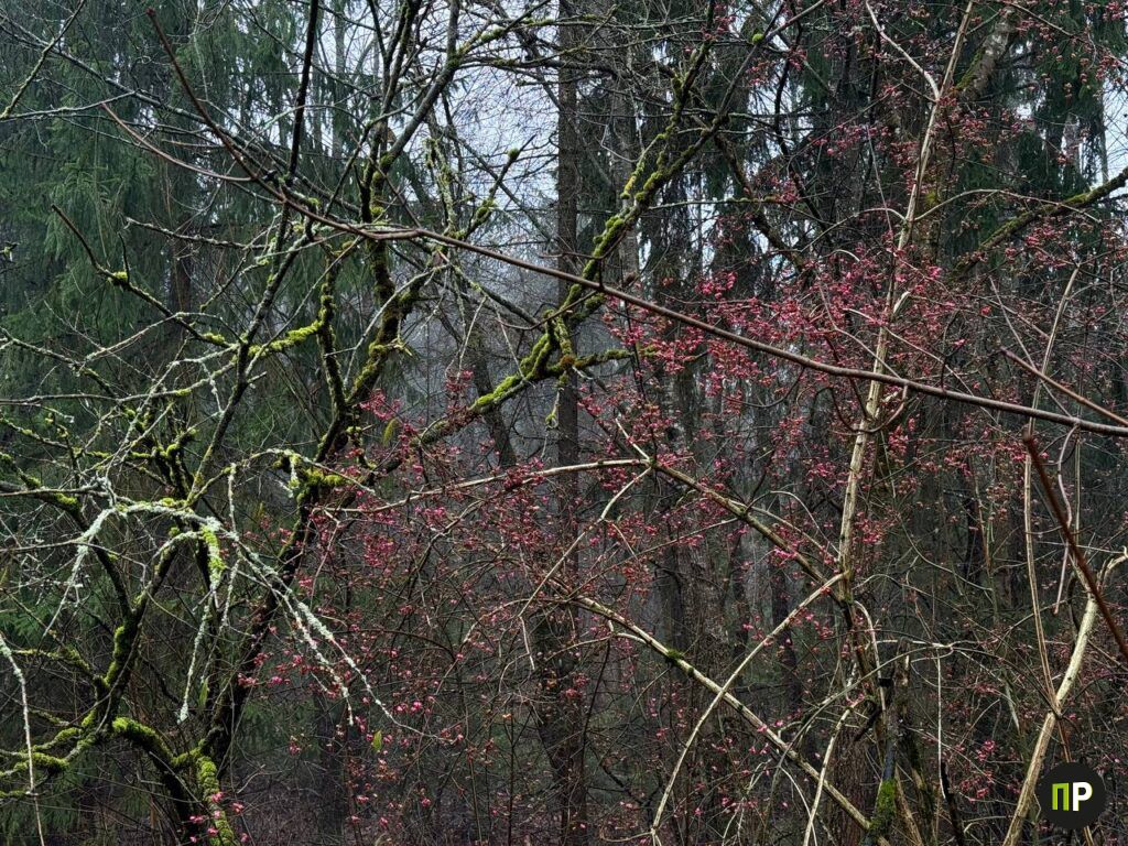 Почему некоторые обочины Минского района стали розовыми