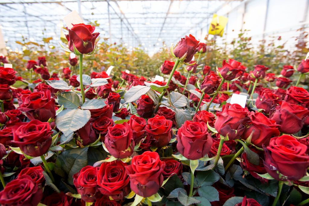 Руководство агрокомбината «Ждановичи» поздравляет коллег с профессиональным праздником