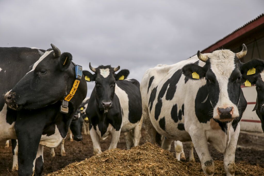 Руководство райветстанции поздравляет аграриев Минского района с профессиональным праздником