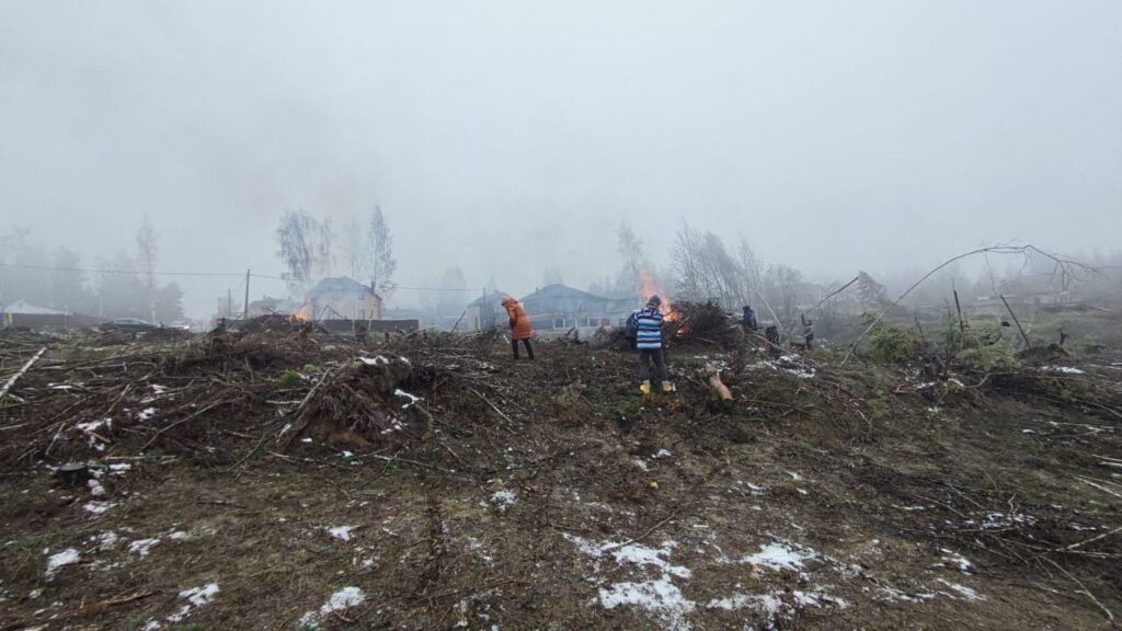 В Колодищах продолжают восстанавливать лес после урагана