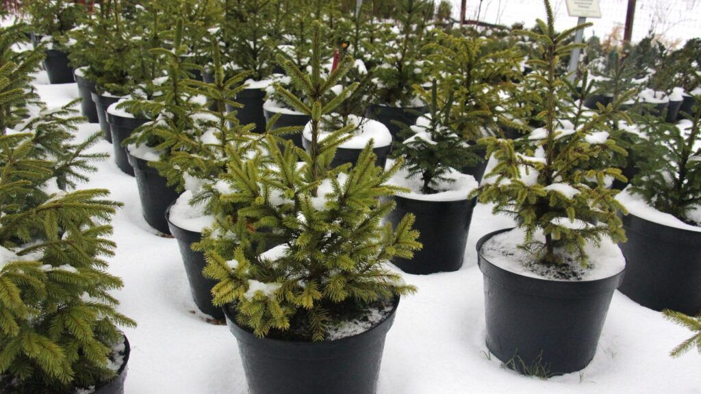 Уход за живой елкой в кадке: правила квартирной зимовки