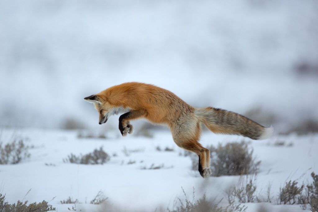 Лесная охота на улицах Сеницы: жители стали свидетелями дикой природы