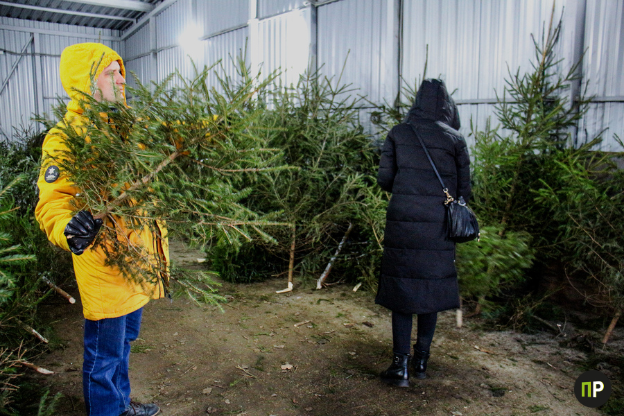 Почему минчане едут за новогодними ёлками в Заславль