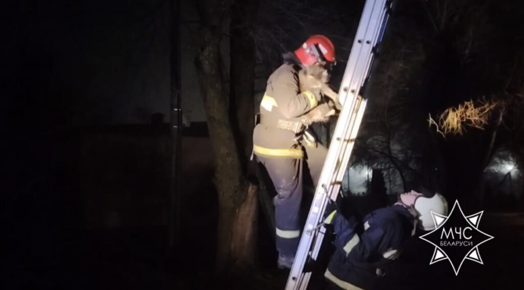 В Заславле спасатели помогли коту спуститься с высокого дерева