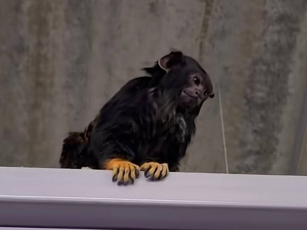 Обезьянка гуляля по рынку «Экспобел». Реакция посетителей разошлась по сети