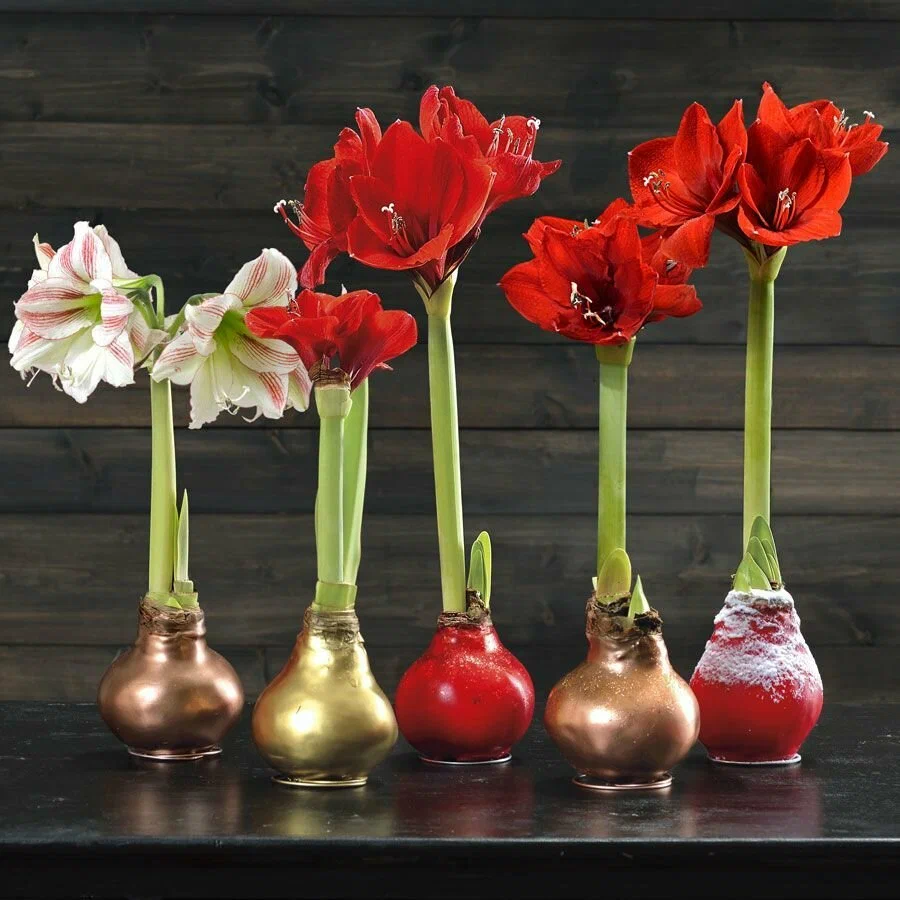 Восковой амариллис: живой цветок без земли и полива. Почему он покорил соцсети