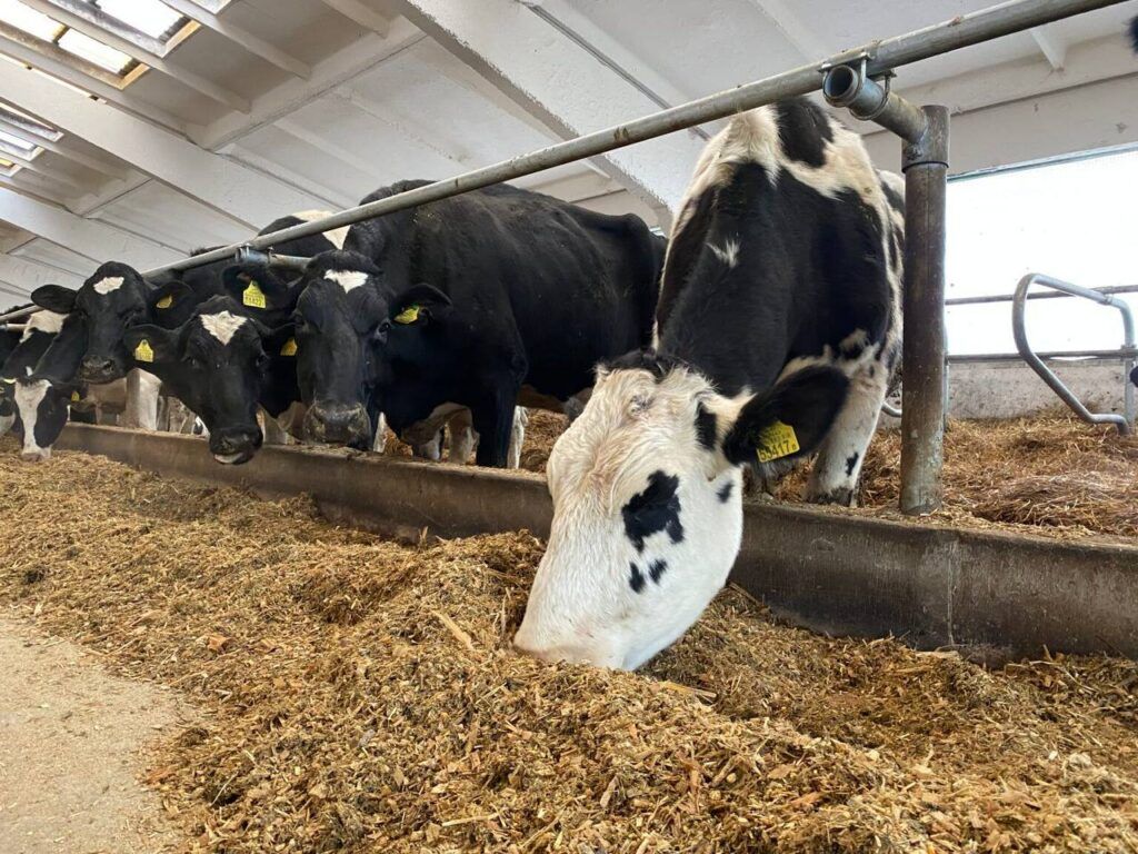 Кубанские аграрии поделились нюансами работы с коллегами из Минской области