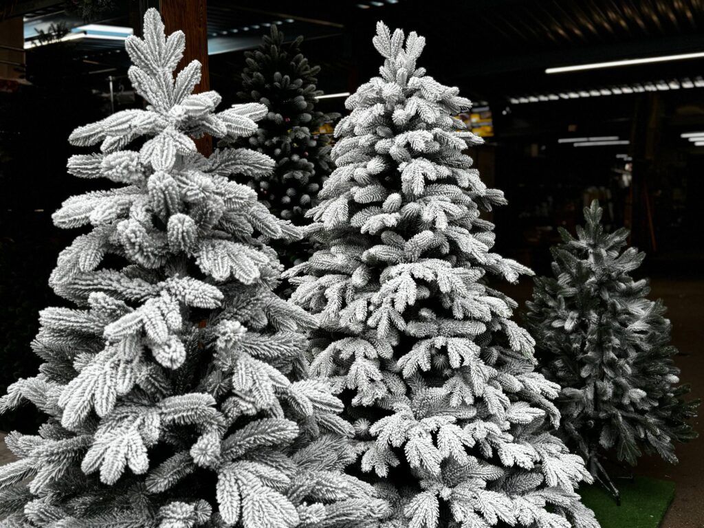 Узнали в Заславском лесничестве, как выбрать идеальную елку и не получить штраф