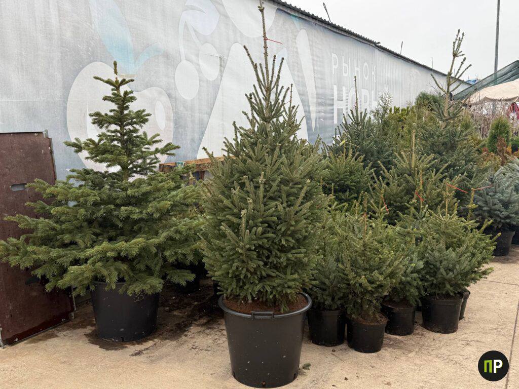 Стало известно, по какой цене лесхозы будут продавать елки в этом году