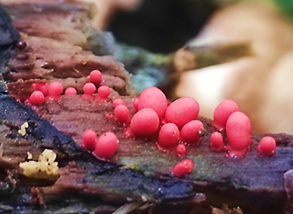 В Беларуси открыли новый для науки вид миксомицетов