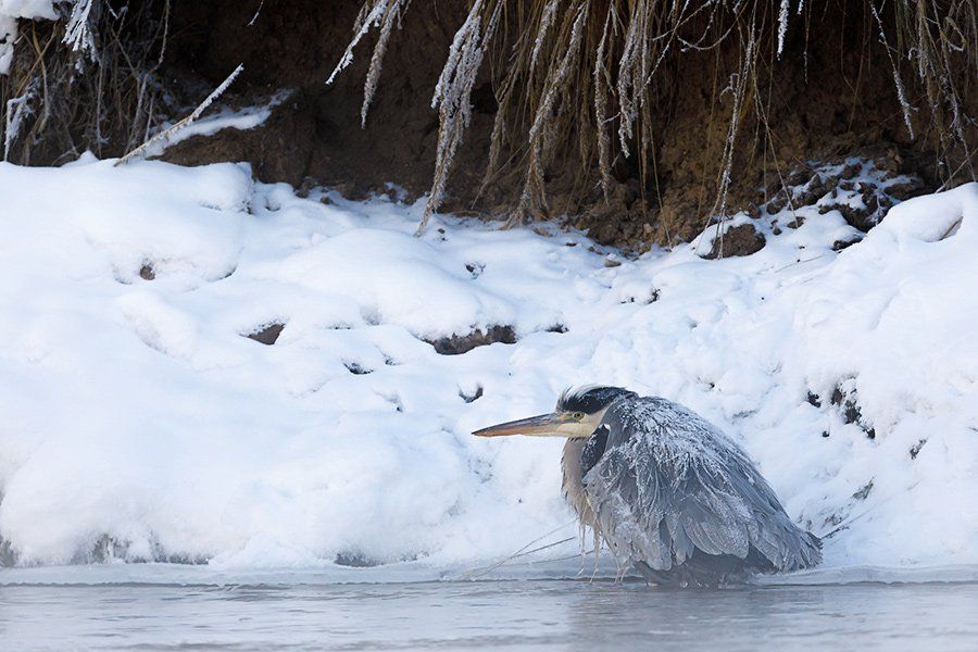 Жители Тарасово пытаются спасти замерзшую цаплю