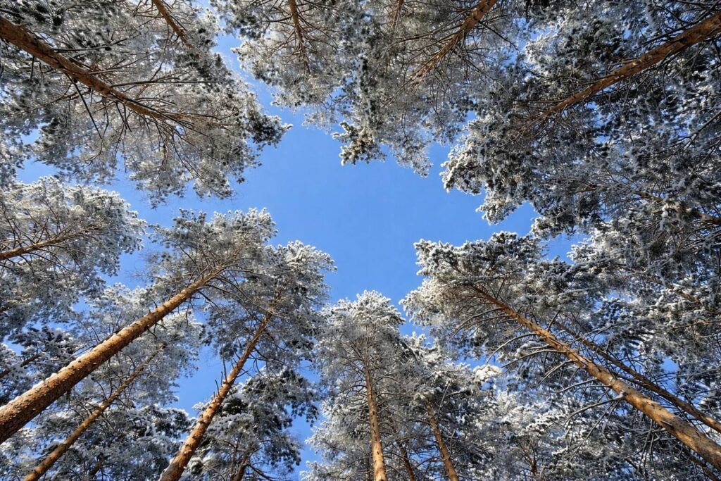 Нашли места под Минском для эстетичных зимних фотографий