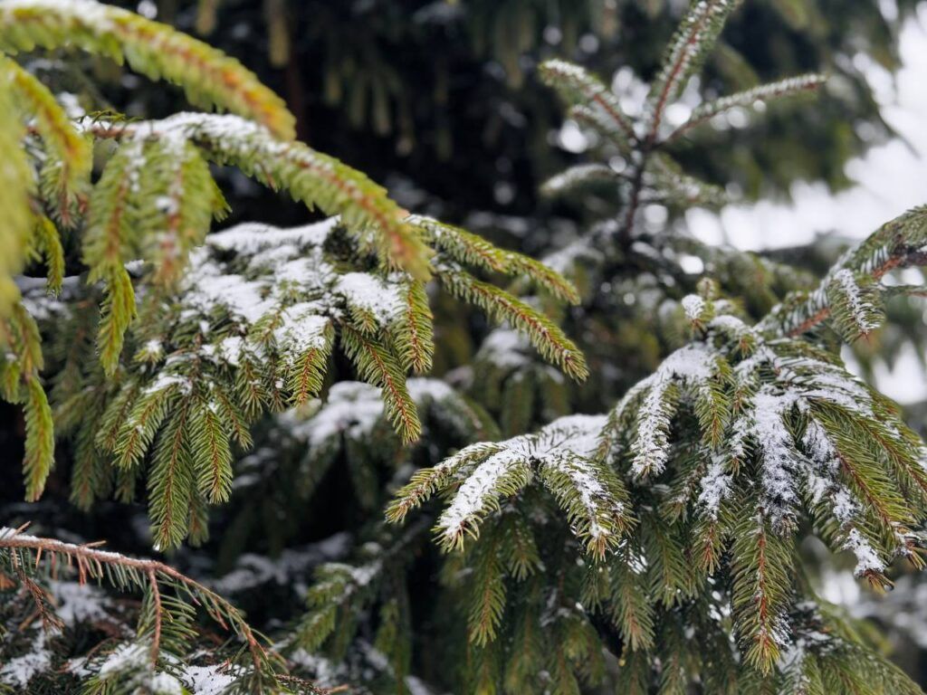 6 января белорусы будут работать на час меньше. Напомнили про выходные дни в новом году