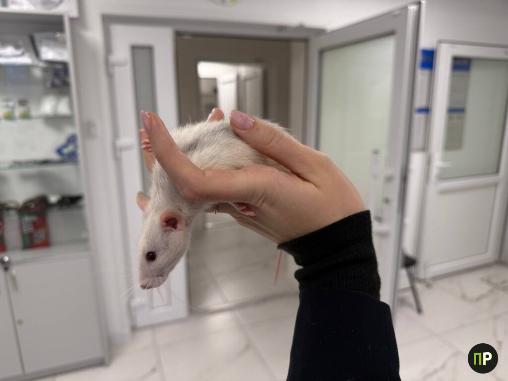 Посмотрели, что изменилось в обновленной ветлечебнице Минского района