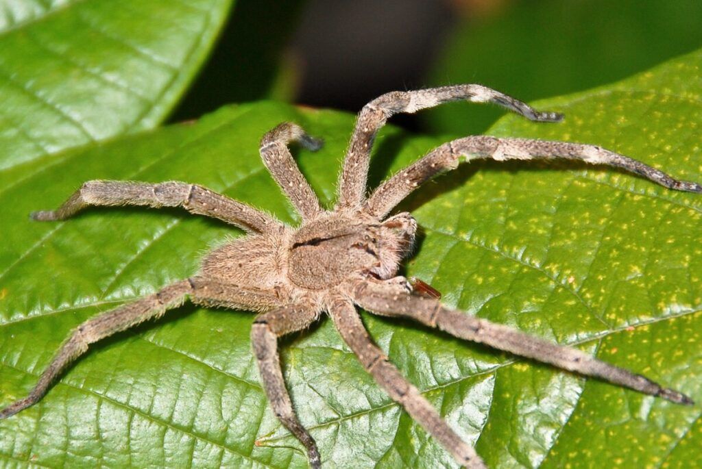 Жительница Нового Поля вместо собаки завела паука. Теперь за ним следят 150 тысяч человек