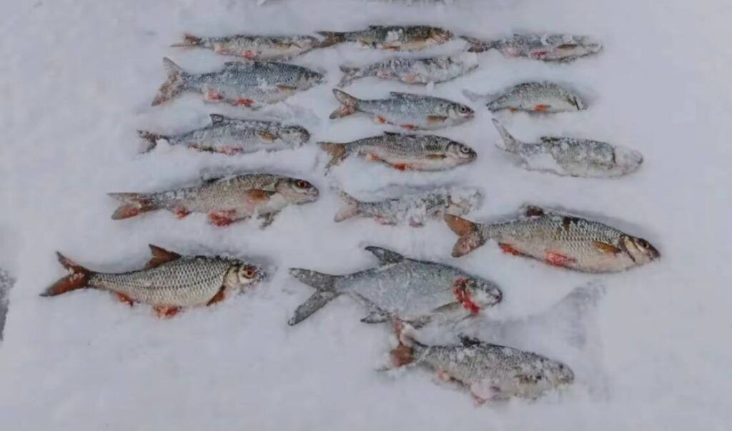 Рыбаки показались, какую рыбу ловят на водохранилищах под Минском
