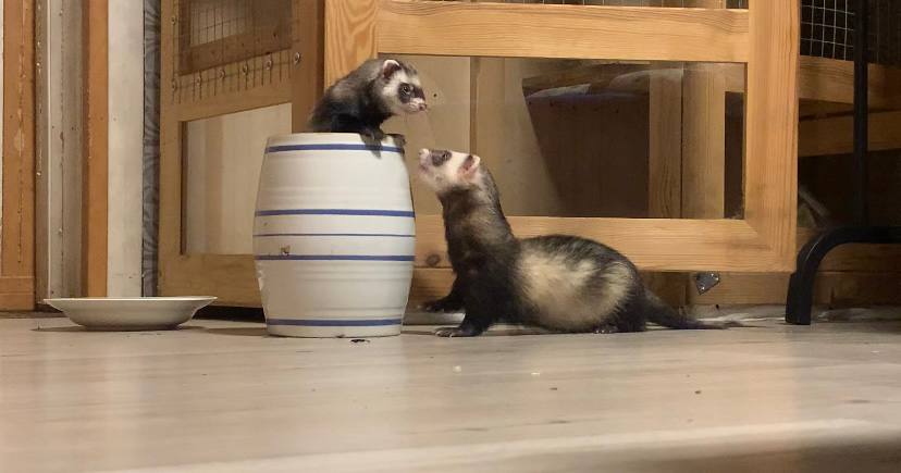 Как ложные обещания и ультиматум едва не погубили хорьков в Михановичах