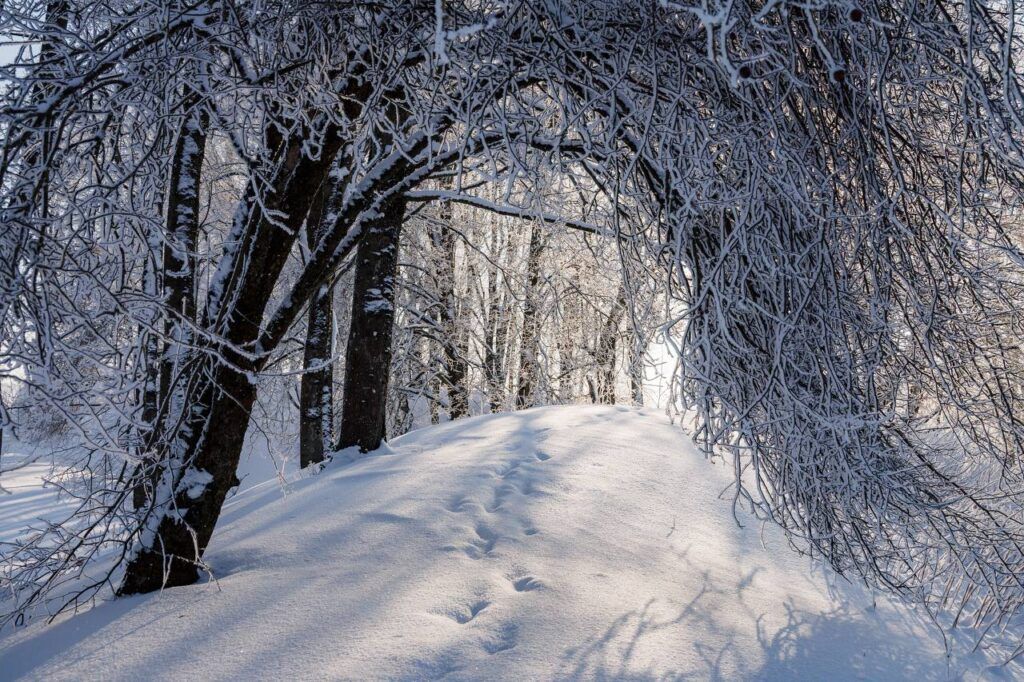 Погода на 26 января: гололед, мокрый снег и потепление