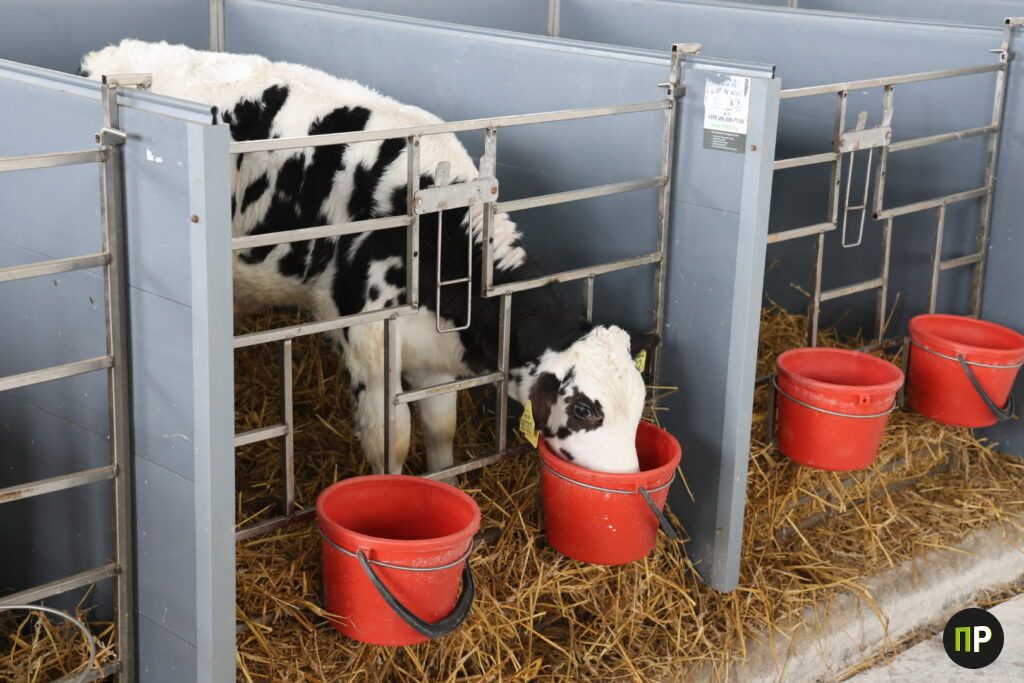 Как аграрии Минщины решают проблемы в животноводстве