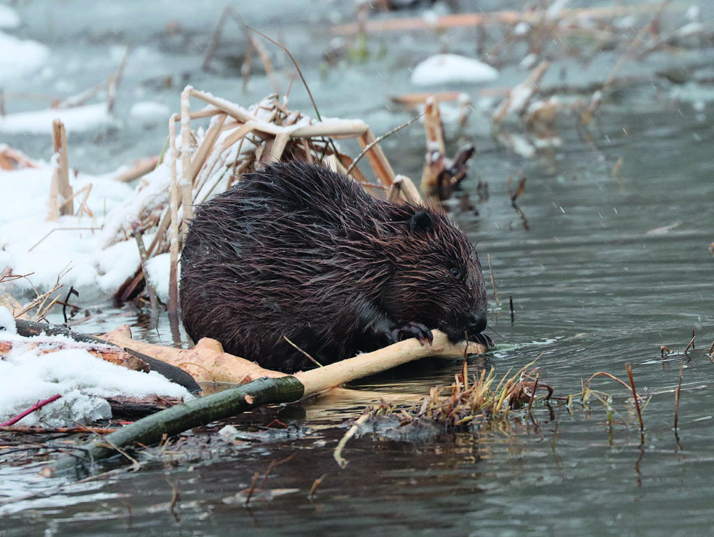 Бобры вновь вернулись в деревню под Минском