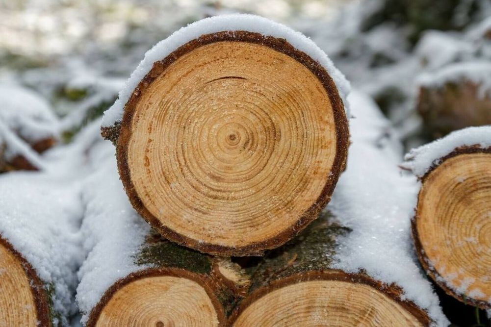 Рассказываем, сколько стоит древесина на корню в 2026 году