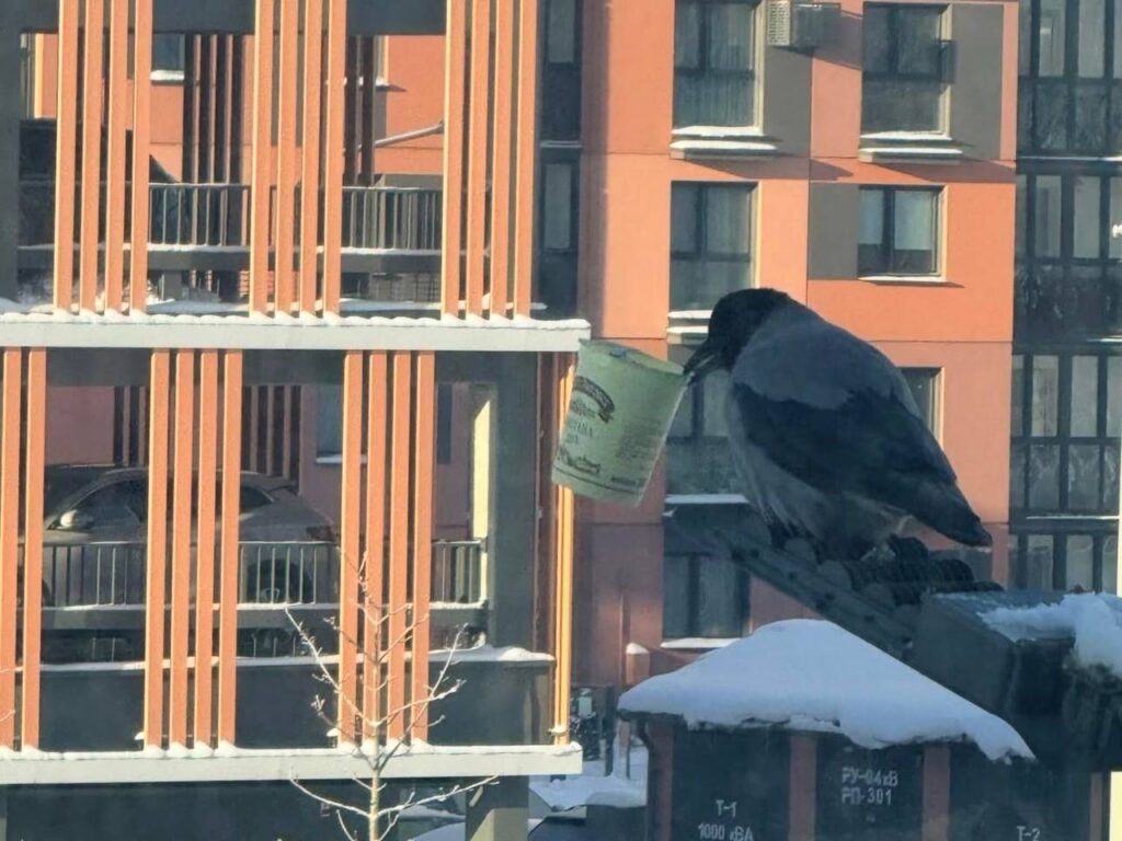 Морозы в Копище превратили ворону в маркетолога со стаканчиком сметаны
