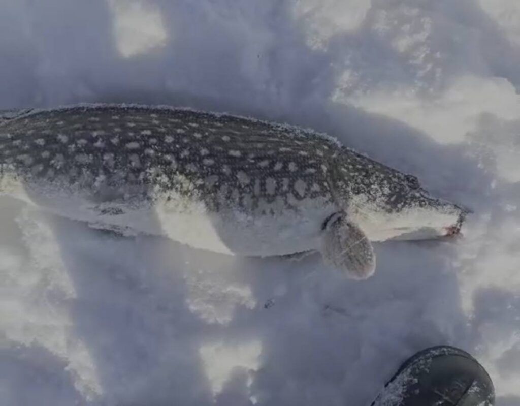 Рыбак рассказал, где поймать трофейную щуку под Минском