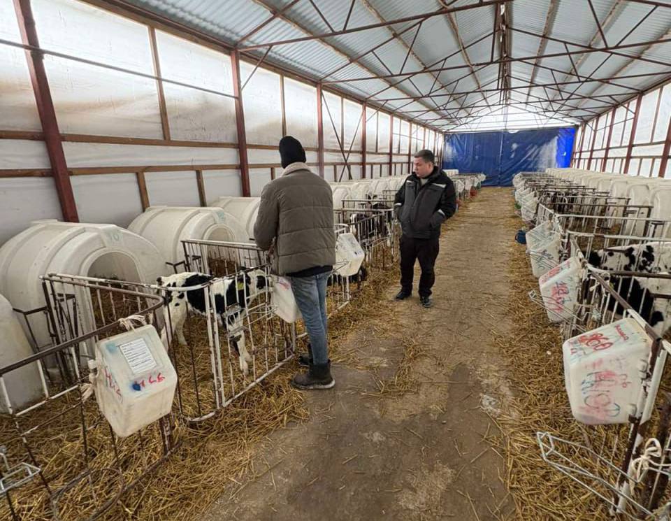 Денис Колесень проверил, как телята переносят зимовку в Минском районе