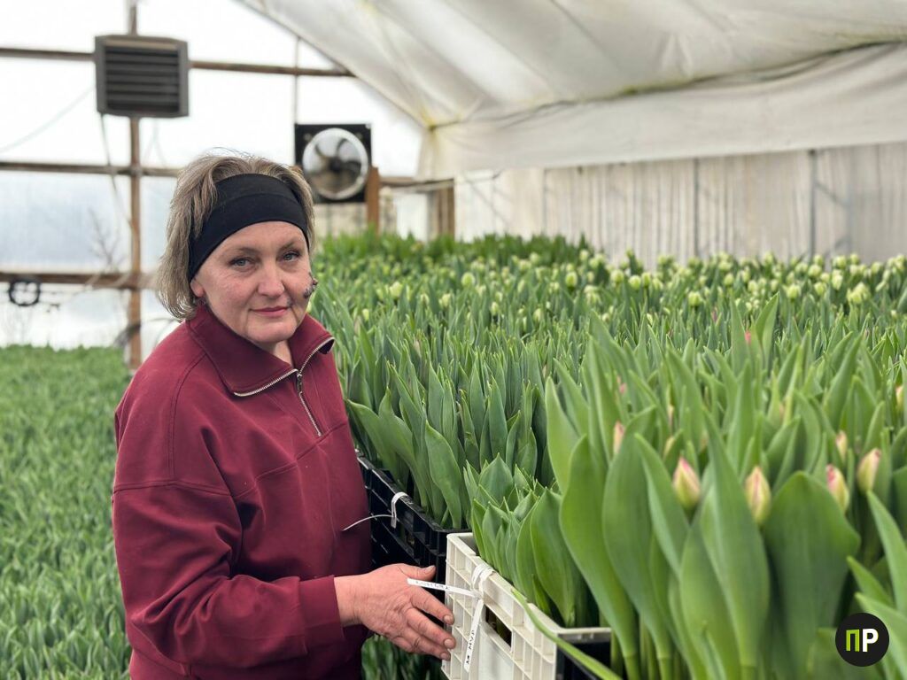 Как семья выращивает тысячи тюльпанов на воде под Минском