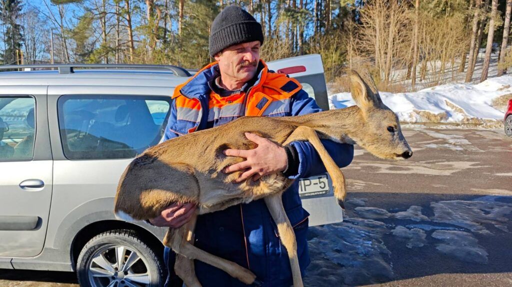 Почему спасение косули в Раубичах обернулось трагедией, объяснил ветврач